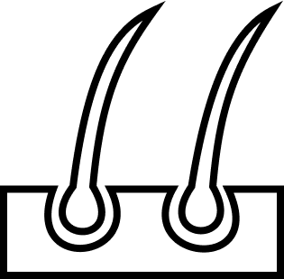 Folicle.png